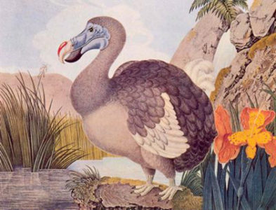 dodo