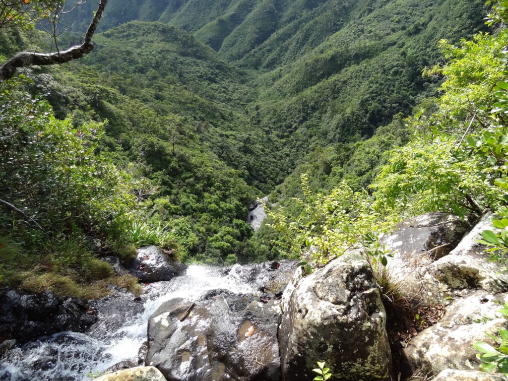 Mauritius attractions - Black River Gorges