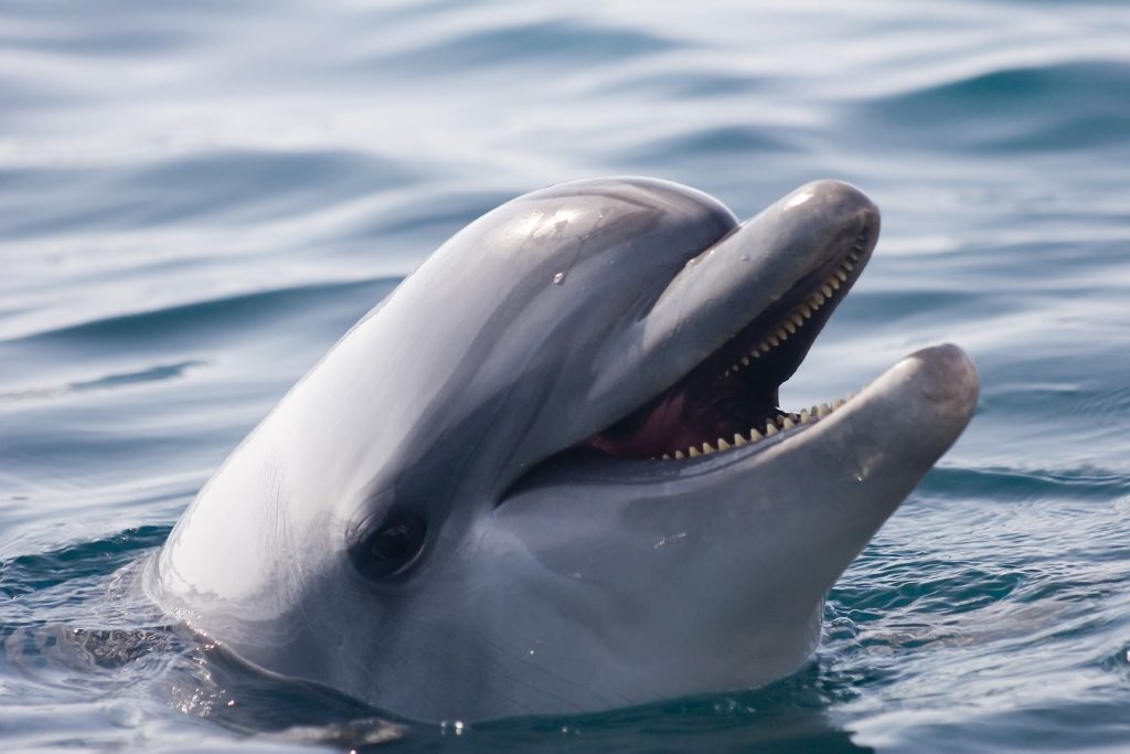 dolphin watching mauritius