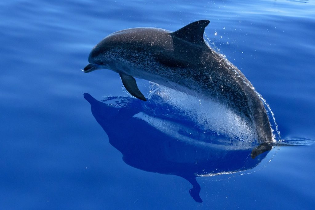 dolphin watching mauritius