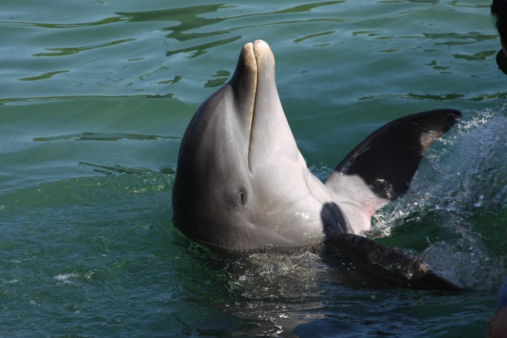 dolphin watching mauritius