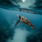 family-friendly activities in Mauritius