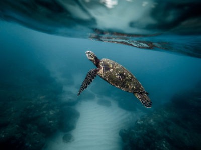 Activités à l'île maurice