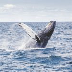 whale and dolphin watching in Mauritius