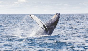 whale and dolphin watching in Mauritius