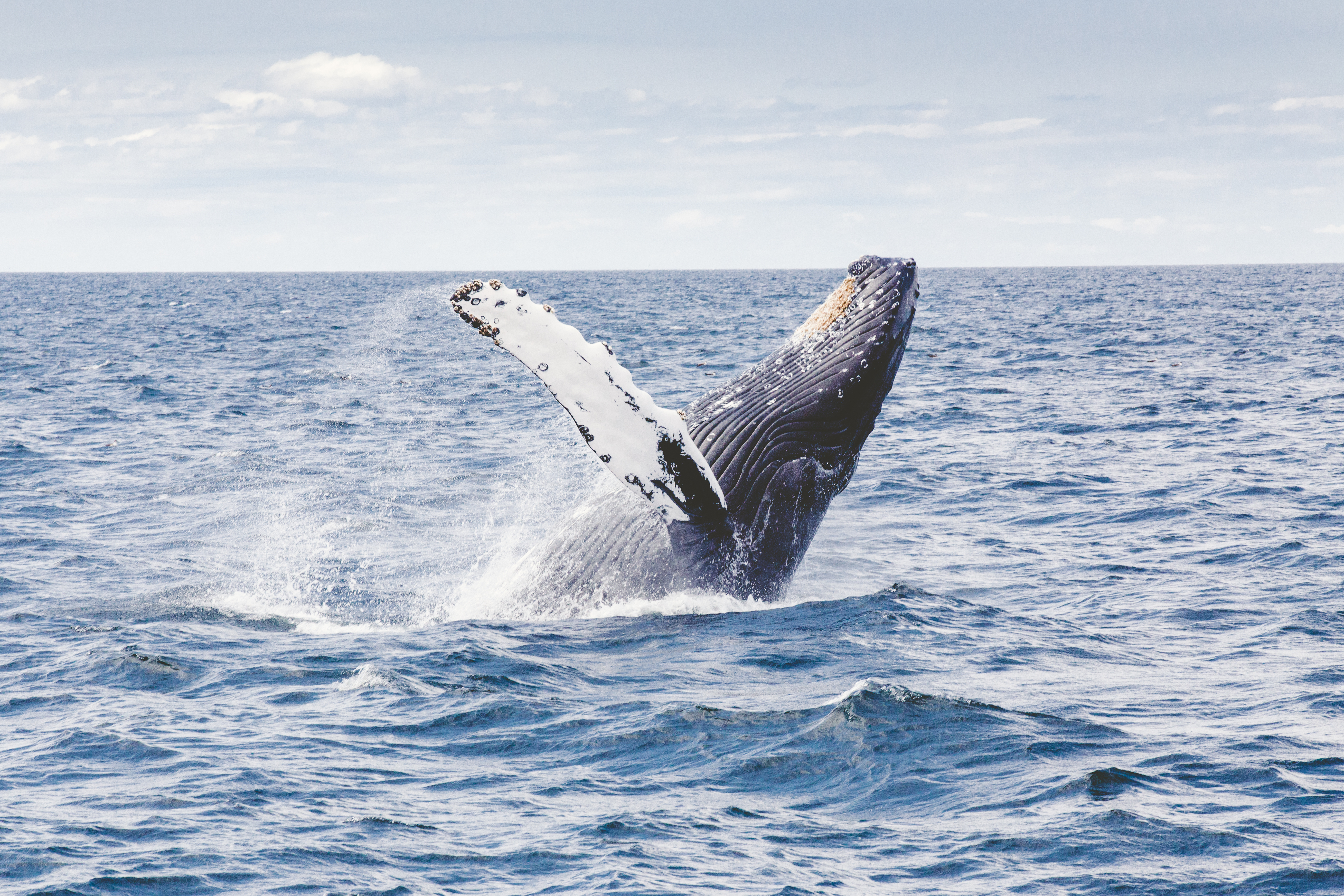 whale and dolphin watching in Mauritius