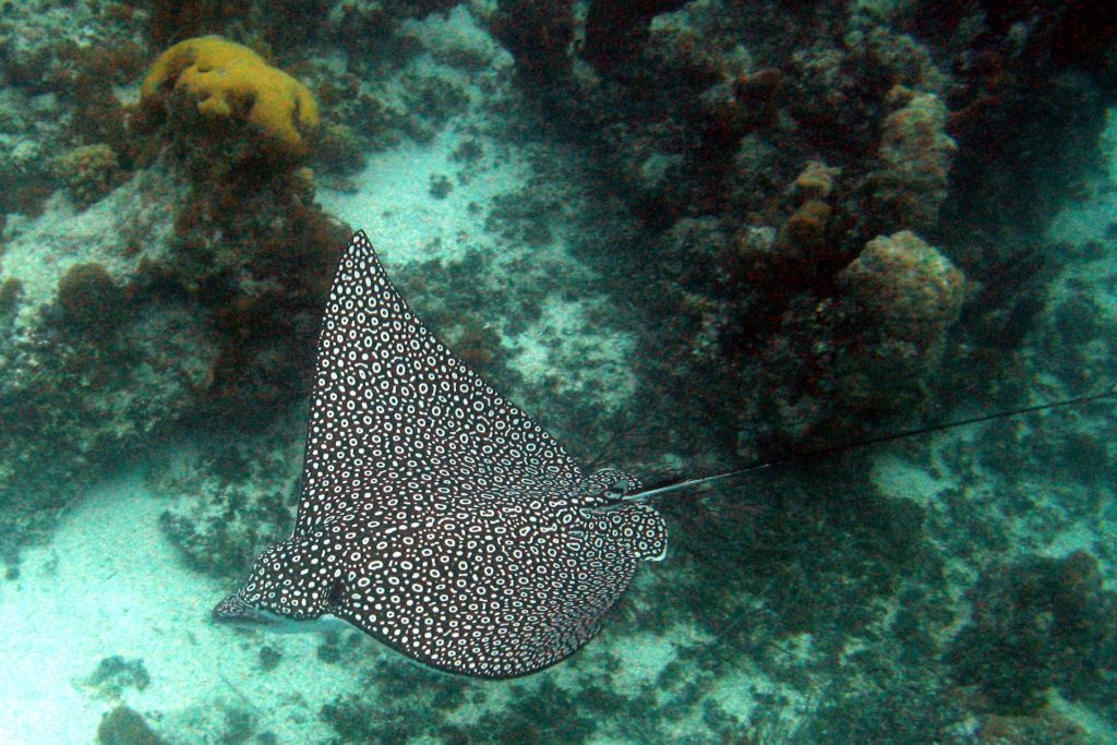 Eagle ray - diving in mauritius