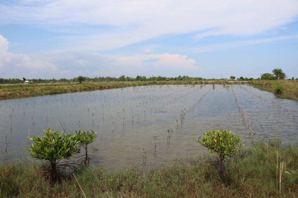 plant a tree with mauritius-villa.com