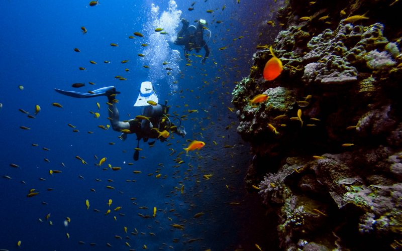 Mauritius underwater world is beautiful that you can't miss to see.
