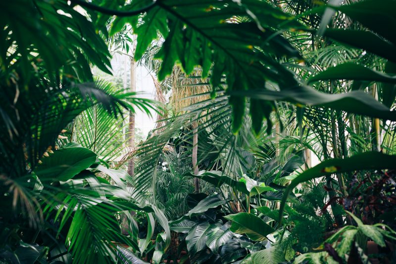 Don't miss visiting the botanical garden in Mauritius, nice thing to do.