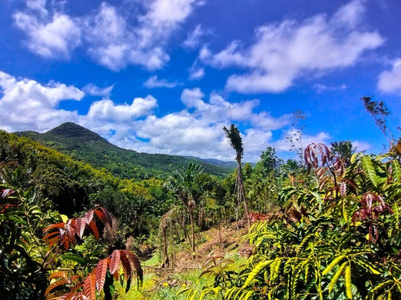 Pristine forest perfect for a hike in Mauritius