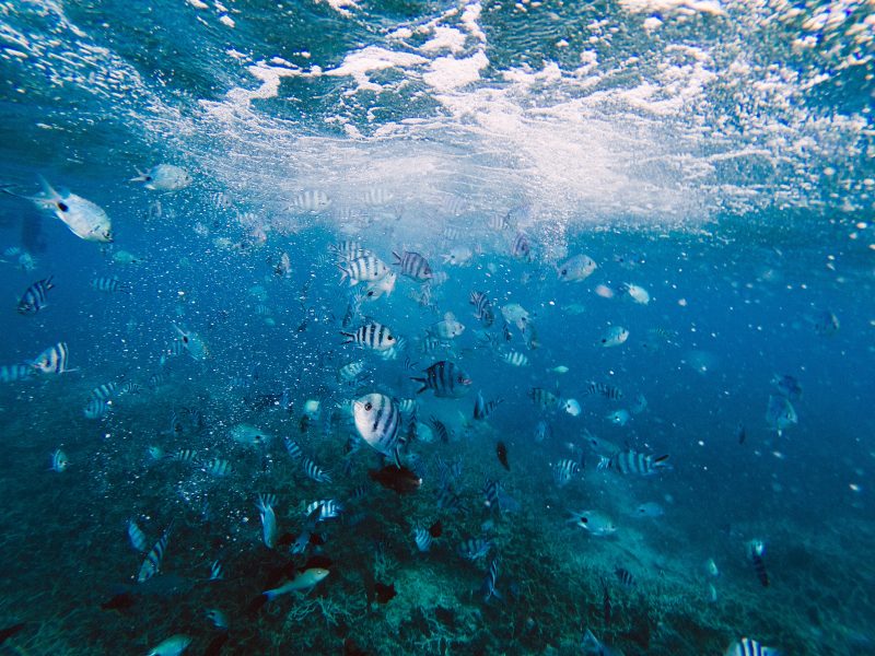 Discover Mauritius sea life by snorkeling in Blue Bay Marine Park