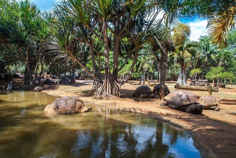 La Vanille Nature Park tortoises