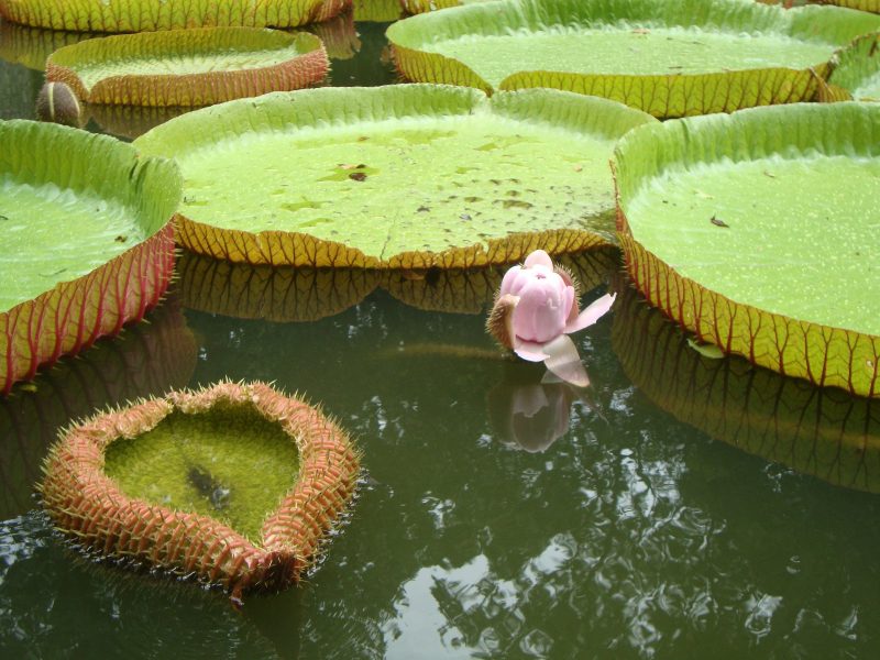 SSR botanic garden