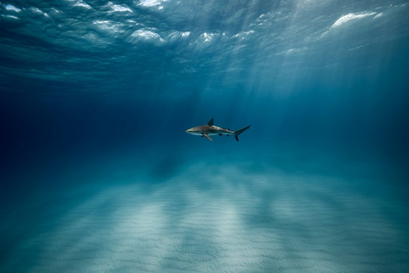 sharks in mauritius