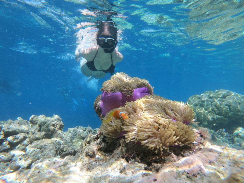 clown fish