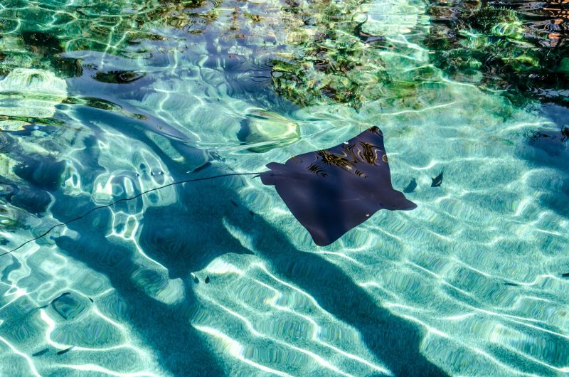sting ray