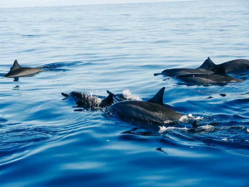 dolphins in Tamarin Bay